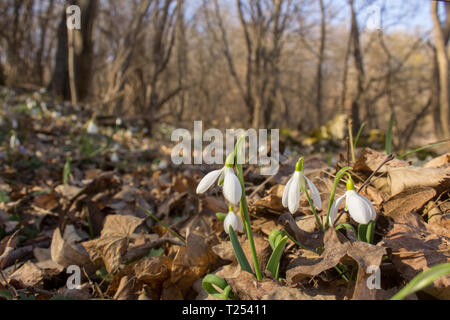Glade plein de perce-neige qui poussent à travers les feuilles de l'année dernière dans la forêt. Close up Banque D'Images