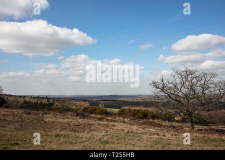 Vue sur la forêt d'Ashdown au début du printemps sur une journée ensoleillée Banque D'Images