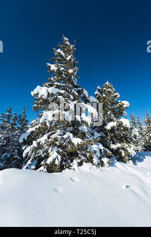 Vue panoramique de la neige a couvert des pins sur conifères alpin montagne en hiver sur fond de ciel bleu Banque D'Images