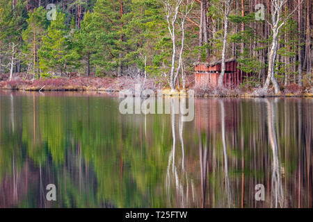 L'observation des oiseaux et de la faune se cacher le long de la paisible et calme rives de l'hidden Uath Lochan près d'Aviemore reflété dans le lac un jour de printemps Banque D'Images