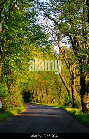 Route asphaltée entre les arbres verts mène à la forêt sur une belle journée de printemps chaud Banque D'Images