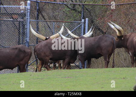 Ankole-Watusi est une race américaine moderne des bovins domestiques. Il découle de l'Ankole groupe de races de bétail Sanga de l'Afrique centrale. Il est characte Banque D'Images