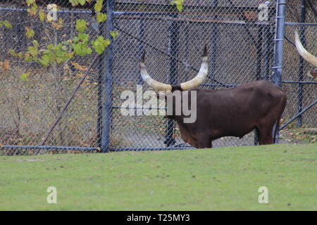 Ankole-Watusi est une race américaine moderne des bovins domestiques. Il découle de l'Ankole groupe de races de bétail Sanga de l'Afrique centrale. Il est characte Banque D'Images