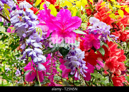 Fleurs de printemps coloré Banque D'Images