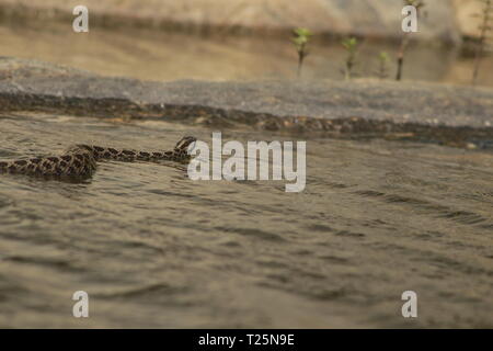 Massasauga (Sistrurus catenatus catenatus) de l'Ontario, Canada. Banque D'Images