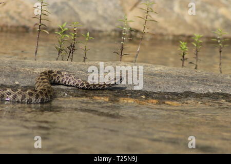 Massasauga (Sistrurus catenatus catenatus) de l'Ontario, Canada. Banque D'Images