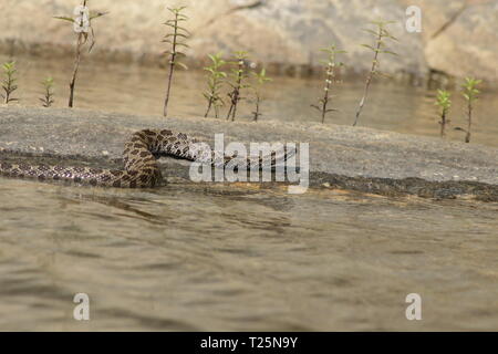 Massasauga (Sistrurus catenatus catenatus) de l'Ontario, Canada. Banque D'Images