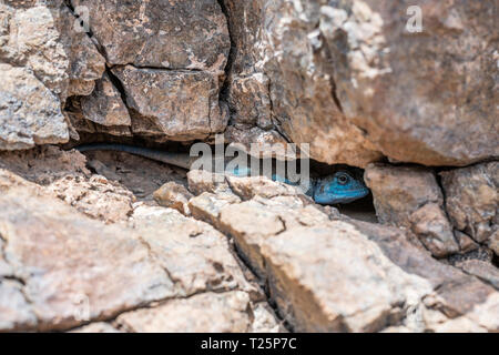 Sinaï Agama (Pseudotrapelus sinacouphène) avec sa coloration bleu ciel dans son habitat rocheux, trouvé dans les montagnes Banque D'Images