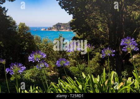 Les Jardins de Santa Clotilde. L'Espagne. Jardin botanique. Agapanthus africanus (Agapathus) avec la mer Méditerranée en arrière-plan. Banque D'Images