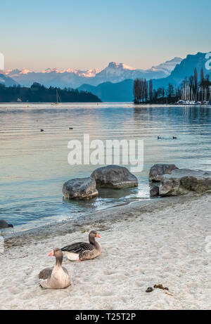 Paysages pittoresques le long des rives du lac de Lucerne (Floralpina), Lucerne (Luzern), la plus grande ville de Suisse centrale Banque D'Images