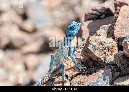 Sinaï Agama (Pseudotrapelus sinacouphène) avec sa coloration bleu ciel dans son habitat rocheux, trouvé dans les montagnes Banque D'Images