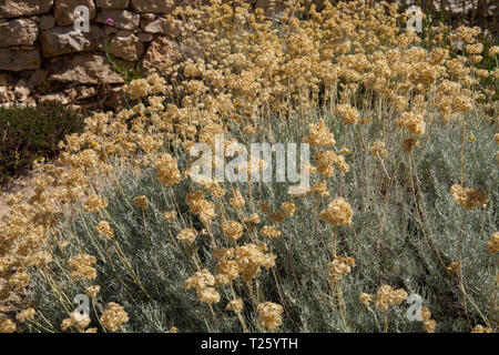 Helichrysum italicum est une plante à fleurs de la famille des Asteraceae. Il est parfois appelé l'usine de cari à cause de la forte odeur de son le Banque D'Images