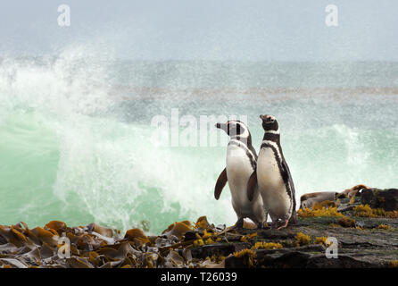 Deux manchots de Magellan (Spheniscus magellanicus) debout sur une rive et regarder l'océan houleux, îles Falkland. Banque D'Images