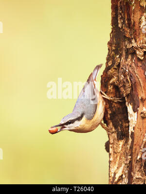 Close up of Sittelle Torchepot (Sitta europaea) avec une cacahuète dans le bec à l'arrière-plan coloré, au Royaume-Uni. Banque D'Images