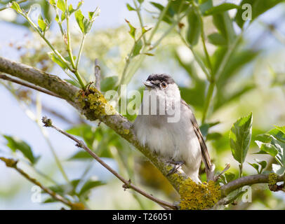 Close up of Eurasian blackcap (Sylvia atricapilla) perché sur une branche d'arbre, au Royaume-Uni. Banque D'Images