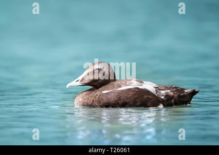 Close-up of a common eider (Somateria mollissima) dans l'eau, au Royaume-Uni. Banque D'Images