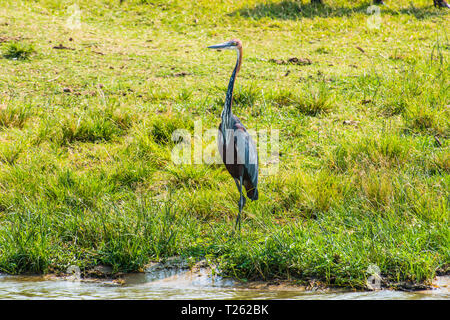 L'Afrique, l'Ouganda, Héron goliath Ardea goliath, le Parc national Queen Elizabeth, Banque D'Images