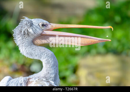 Close up, portrait de profil de Pelican avec bec ouvert.floue, naturel, fond vert et copie espace.La photographie d'espèces sauvages.Majestic, grand oiseau. Banque D'Images