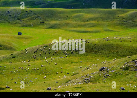 Le Monténégro, parc national de Durmitor, troupeau de moutons sur l'alpage Banque D'Images