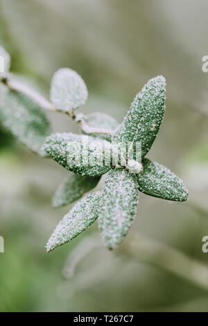 Feuilles de l'arbuste rose couverte de givre, close-up Banque D'Images