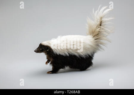 Hog-nosed Skunk isolé sur fond blanc Banque D'Images