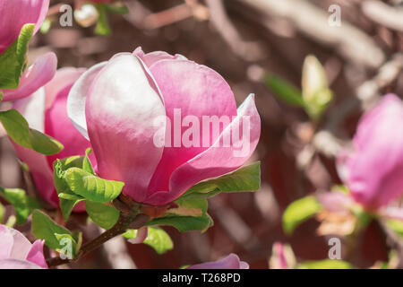 Purple magnolia blossom. belle nature fond sous le soleil de printemps météo. bud close up Banque D'Images