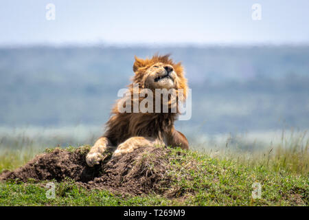Male lion (Panthera leo) dans le parc national du Masai Mara, Kenya, Afrique Banque D'Images