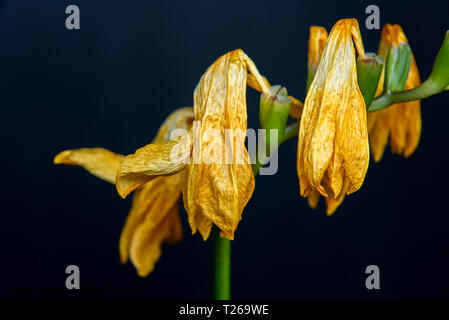 Freesia flétries rouge sur fond noir Banque D'Images