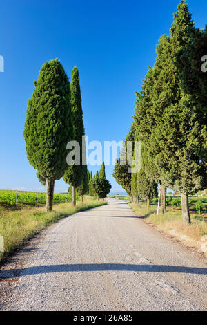 Chemin de terre bordé de cyprès (Cupressus sempervirens). Val d'Orcia, Province de Sienne, Toscane, Italie. Banque D'Images