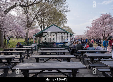 Washington, DC, USA - Le 30 mars 2019. Des foules de gens se réunissent à Potomac Park pour célébrer la floraison annuelle de la floraison des cerisiers. Banque D'Images