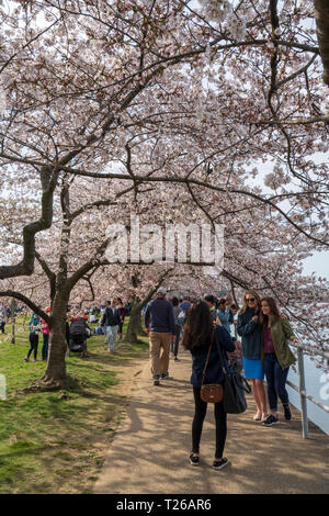 Washington, DC, USA - 30 mars 2019 une femme prend une photo de deux amis en vertu de cerisiers en fleurs par le Potomac. Banque D'Images