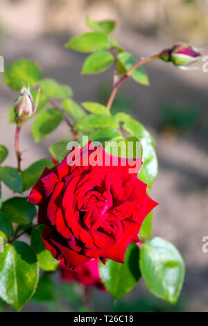 Bouton de rose écarlate frais fermer avec un arrière-plan flou - une déclaration classique d'amour et de tendresse Banque D'Images