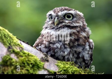 Owl assis sur une branche d'arbre Banque D'Images