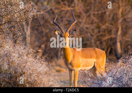 Un homme seul Impala (Aepyceros melampus) regardant la caméra au coucher du soleil à Dikhololo Game Reserve, Afrique du Sud Banque D'Images