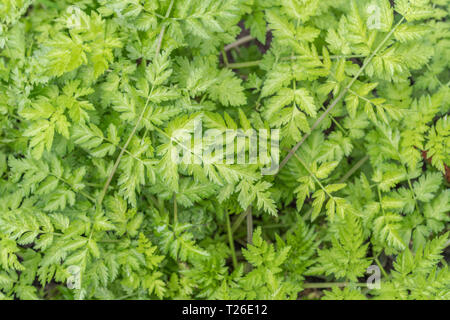 Feuillage les feuilles de pré-floraison cow parsley - Anthriscus sylvestris - dans une haie. C/P est membre de l'Umbellifer famille. Banque D'Images