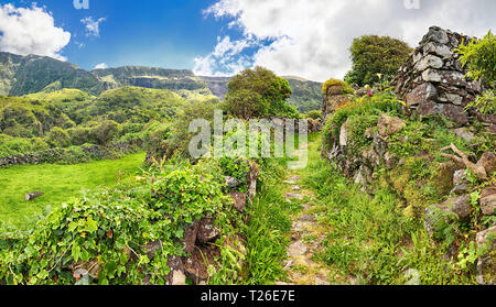 Près de sentier de randonnée Faja Grande (Flores, Açores) Banque D'Images