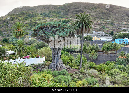 Célèbre arbre dragon "Drago Milenario" à Icod de los Vinos (Tenerife, Canaries) Banque D'Images