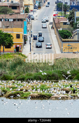 Los Pantanos de Villa Wildlife Refuge,oiseaux aquatique,Lima, Pérou.Invasion de la zone réservée par les humains. Banque D'Images