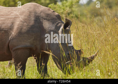 La faune Murchison Falls Banque D'Images