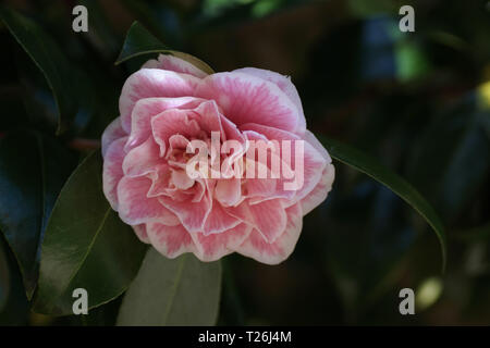 Camellia japonica 'The Mikado' Banque D'Images