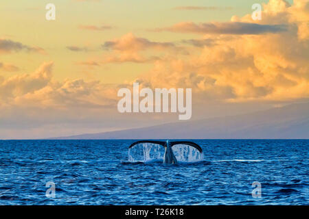 Baleine à bosse montrant son fluke aux observateurs de baleines au coucher du soleil sur Maui. Banque D'Images