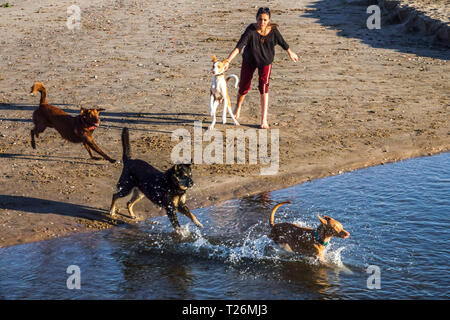 Une femme joyeuse jouant avec une meute de chiens divers éclaboussant dans l'eau sur une plage ensoleillée pendant une journée d'été. Banque D'Images