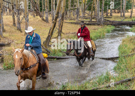 American cowboys équitation dans le haut pays du Wyoming, USA Banque D'Images