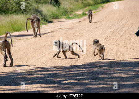 Babouin (Papio anubis) famille dans la savane africaine. La faune safari Afrique Banque D'Images