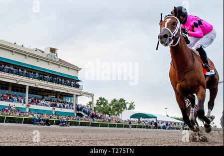 Hallandale Beach, Floride, USA. 30Th Mar, 2019. HALLANDALE, Floride - 30 mars : Maximum Security # 7 (Black Cap), monté par Luis Saez, remporte le Derby de la Floride La Floride sur Derby Day à Gulfstream Park Race Track à Hallandale Beach, Floride. Scott Serio/Eclipse Sportswire/CSM/Alamy Live News Banque D'Images