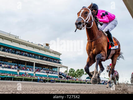 Hallandale Beach, Floride, USA. 30Th Mar, 2019. HALLANDALE, Floride - 30 mars : Maximum Security # 7 (Black Cap), monté par Luis Saez, remporte le Derby de la Floride La Floride sur Derby Day à Gulfstream Park Race Track à Hallandale Beach, Floride. Scott Serio/Eclipse Sportswire/CSM/Alamy Live News Banque D'Images