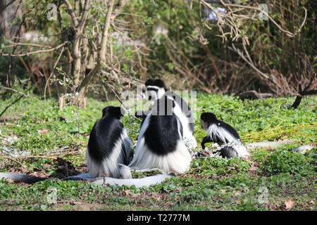 Prague, République tchèque. 30Th Mar, 2019. Un groupe de colobes guereza sont vus à la Zoo de Prague à Prague, en République tchèque, le 30 mars 2019. Credit : Dana Kesnerova/Xinhua/Alamy Live News Banque D'Images