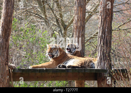 Prague, République tchèque. 30Th Mar, 2019. Tigres de Malaisie se coucher sur un banc au Zoo de Prague à Prague, en République tchèque, le 30 mars 2019. Credit : Dana Kesnerova/Xinhua/Alamy Live News Banque D'Images