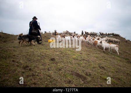 27 mars 2019, la Saxe-Anhalt, Löbejün : le berger Michel Zink va à son troupeau de chèvres et moutons. Le berger abrite une collection de cloches dans sa cabane de berger qui comprend plus d'un millier de cloches. (Dpa "maison d'un millier de cloches - à propos de la collecte de plaisir d'un berger') Photo : Klaus-Dietmar Gabbert/dpa-Zentralbild/dpa Banque D'Images