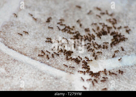 Fourmis sur le plancher à l'intérieur de maison. Une colonie de fourmis noires et brunes. De scolytes en manger à l'étage dans l'appartement. Banque D'Images